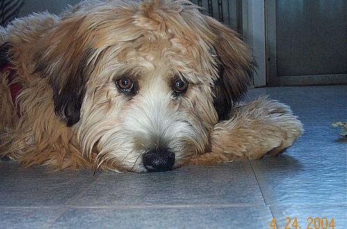 Dog
