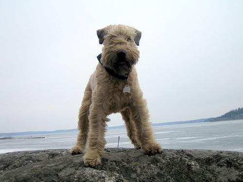 Dog