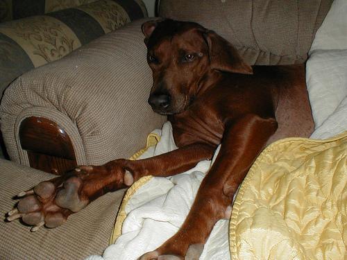Dog