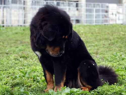 Dog