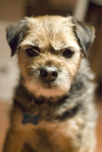 Dog