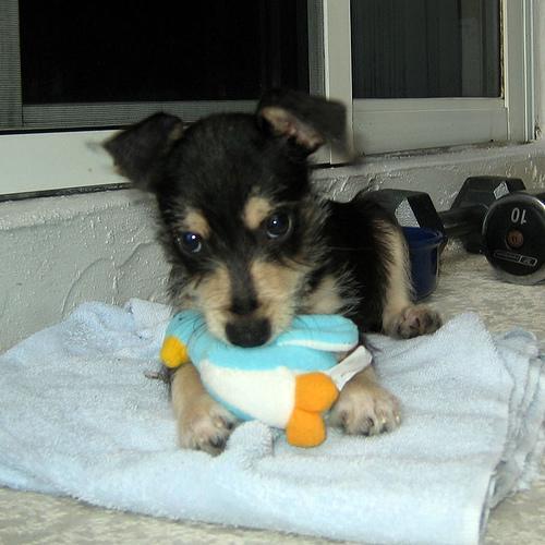 Dog
