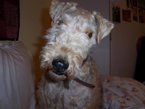 Dog